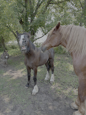 Onion and Justice, horses at LuceLine Orchard