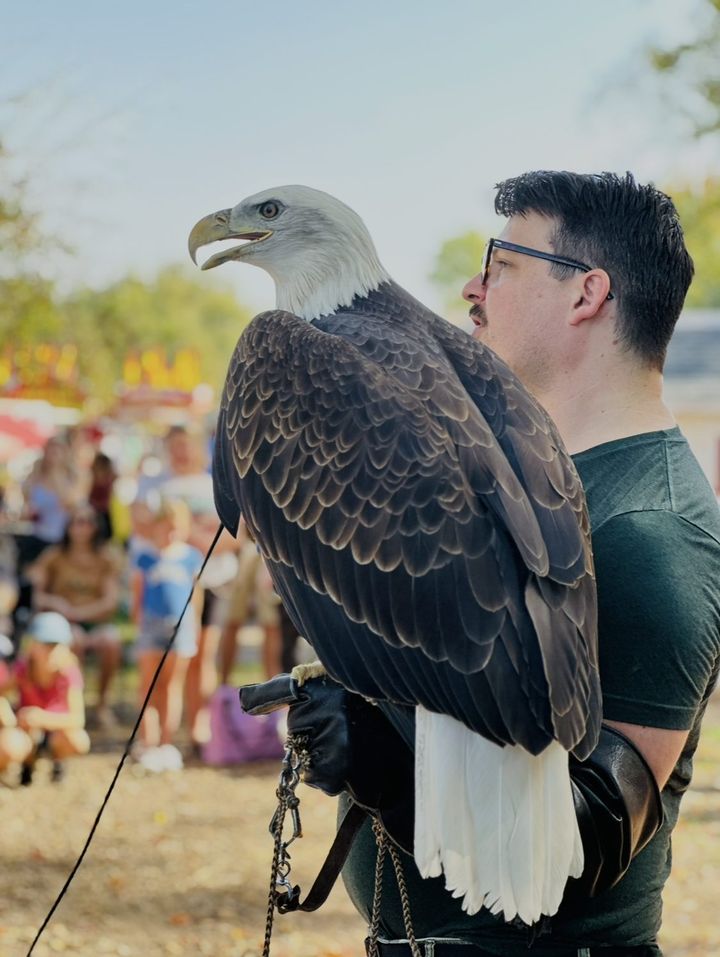 Bald eagle from the Raptor Center