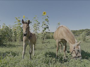 Colts grazing among the sunflowers at LuceLine Orchard