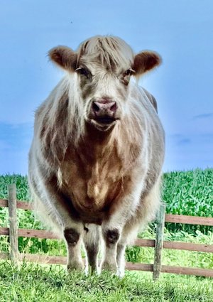 Scottish Highland cow at LuceLine Orchard