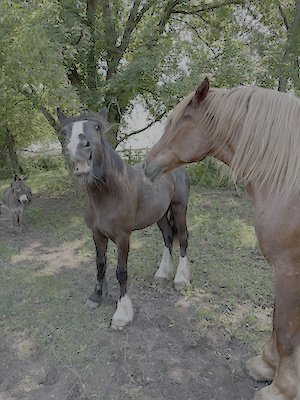 Onion and Justice, horses at LuceLine Orchard