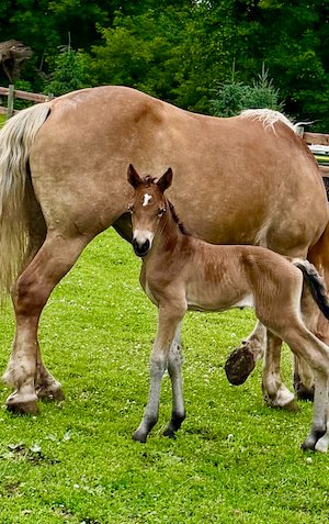 Dolly the Haflinger mare with her colt Walnut